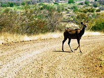 Kudu